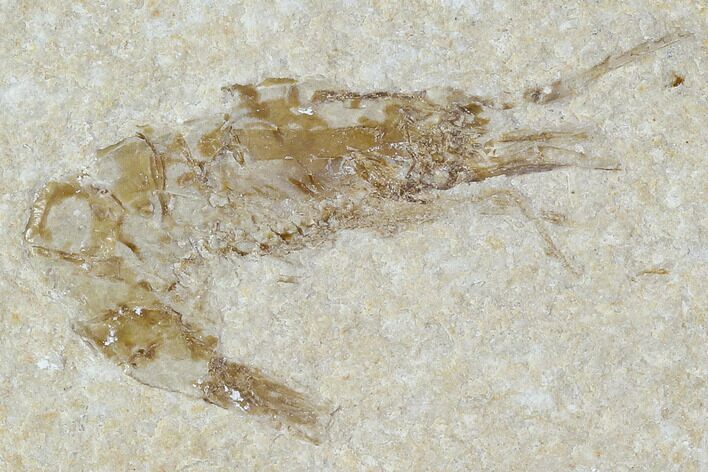 Cretaceous Fossil Shrimp - Lebanon #107685